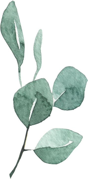 Watercolor Eucalyptus Leaves Illustration